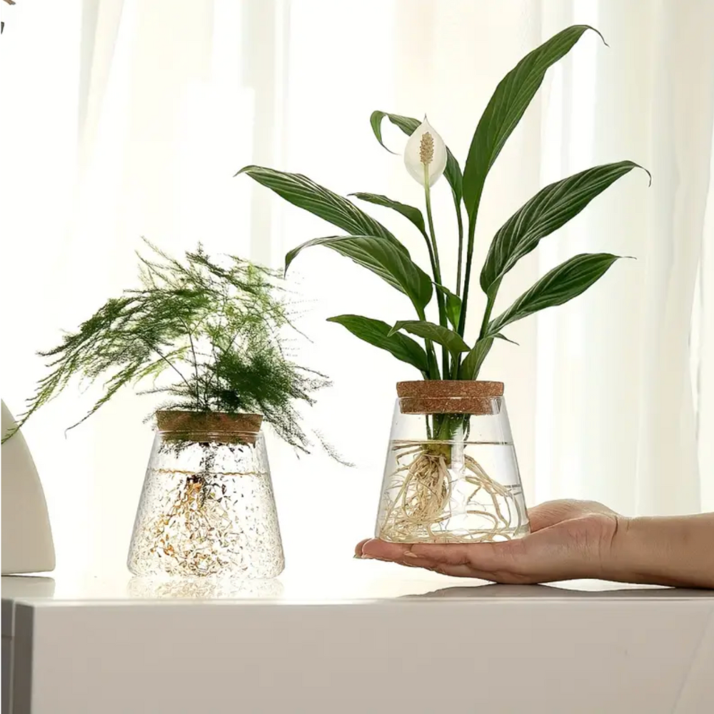 Vase en verre pour hydroculture avec couvercle en liège pour plantes d’intérieur et boutures