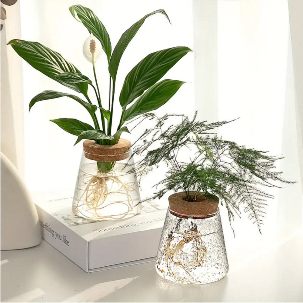 Vase en verre pour hydroculture avec couvercle en liège pour plantes d’intérieur et boutures