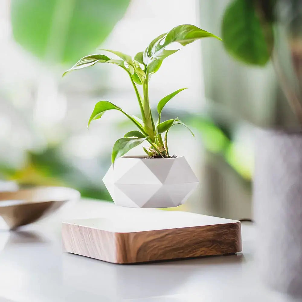 LeviFlora – Luxury Floating Plant Pot with Geometric Elegance