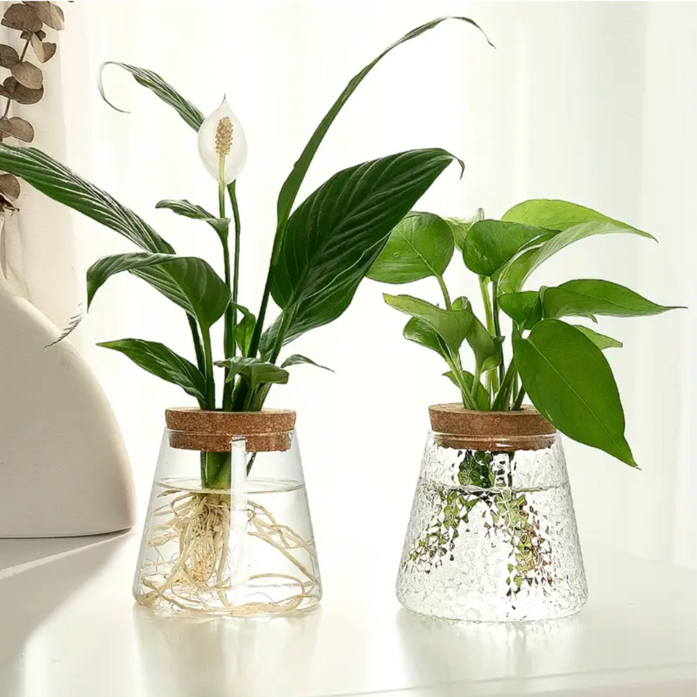 Vase en verre pour hydroculture avec couvercle en liège pour plantes d’intérieur et boutures