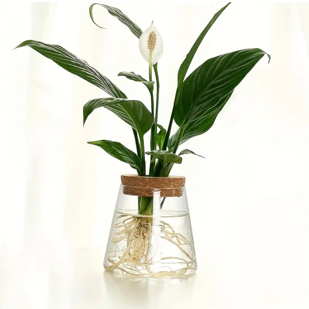 Vase en verre pour hydroculture avec couvercle en liège pour plantes d’intérieur et boutures
